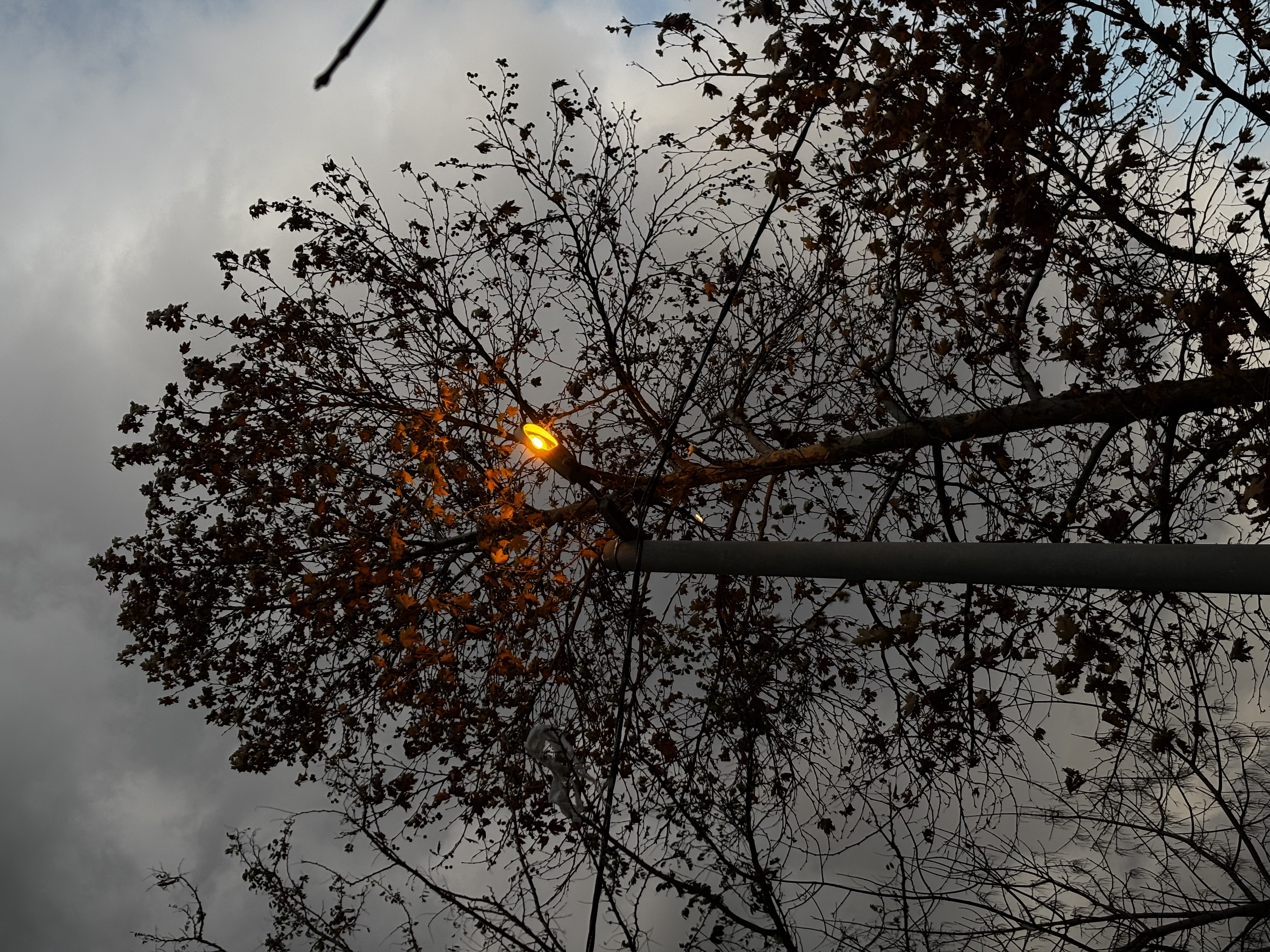A Tree